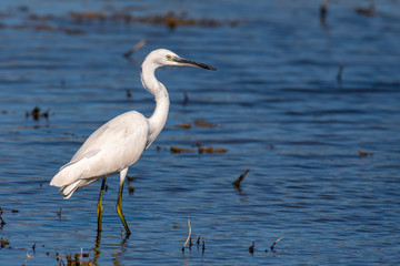 Egret on lake