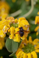 Abeille charpentière - Xylocopa violacea sur une fleur de sauge de Jérusalem