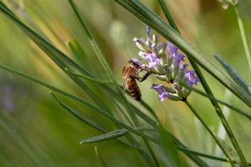 Abeille mellifère sur un brin de lavande