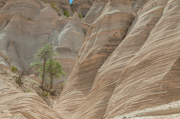 Sunny canyon with pine trees between hoodoos with sculpted waves 