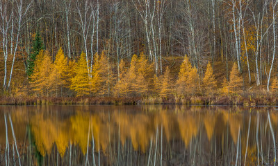 Fall panorama of golden tamaracks and barren white birch trees reflected in a still pond in...