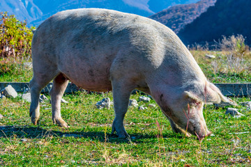 Freely grazing pig on an organic farm © monticellllo