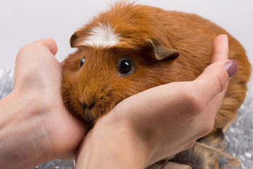 Portrait of a funny guinea pig in human hands (selective focus on the guinea pig)