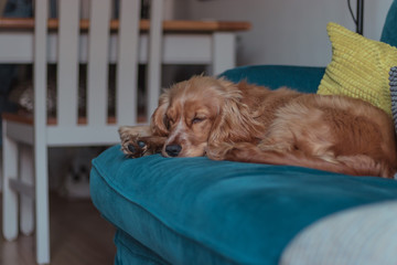 Golden Cocker Spaniel Dog Laying down