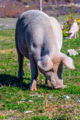 Freely grazing pig on an organic farm © monticellllo