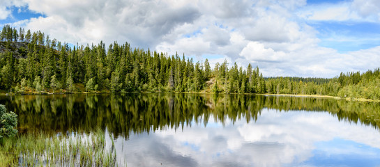 A long row of green trees - firs and spruces - are reflected in a beautiful lake in Norway.