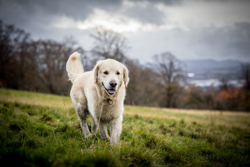 The Golden Retriever