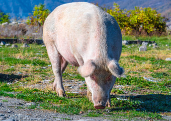 Freely grazing pig on an organic farm © monticellllo