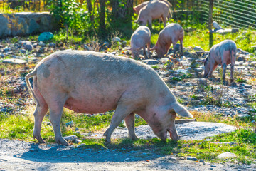 Freely grazing pigs on an organic farm