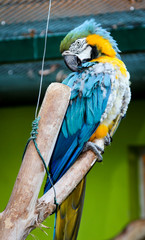 Portrait eines Gelbrustara, Ararauna, Papagai 