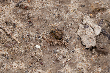 Abeille terrassière creusant un trou