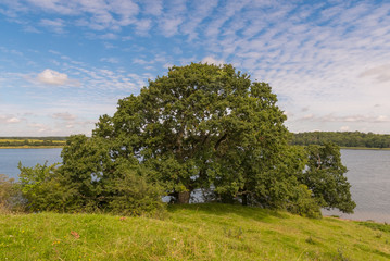tree in a field in front of a lake