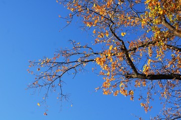 baum,textur