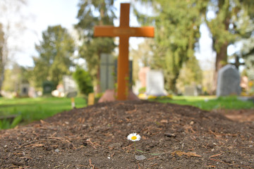 A freshly made grave on a cemetery with a single daisy