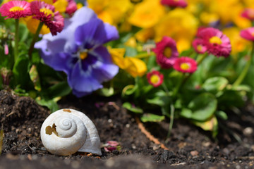 A small snail shell in front of a wall of colourful flowers
