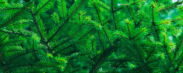 Green fir tree winter christmas background. Branches texture. Forest nature