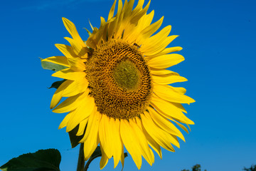 A shining sunflower in front of the blue sky. 
