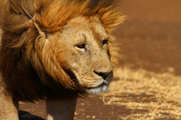 Sad Lion Head Shot