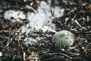 Carcasse d'oursin au bord de la mer