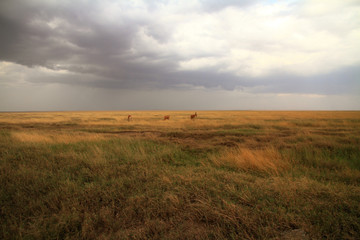 Fototapeta premium Serengeti Savannah and Jackson's Hartebeest