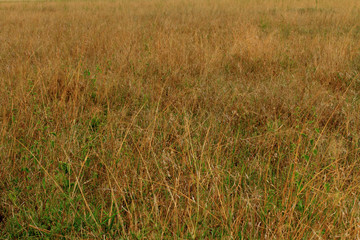 Serengeti Grass
