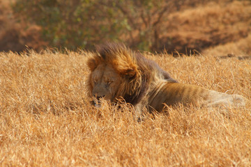 Male Lion Sleeping in Grasslands