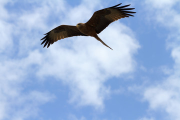 Soaring Hawk in Blue Sky
