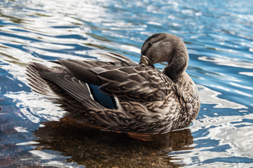 duck in a lake
