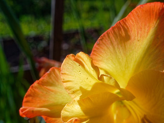 orange gladiolus flower in summer macro