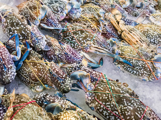 Blue swimming crab big size