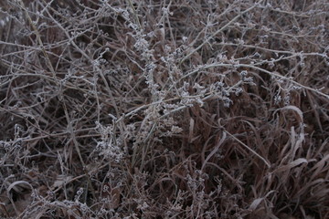 dry leaves in frost