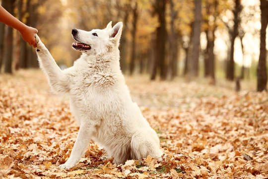 White swiss shepherd dog giving paw in autumn park