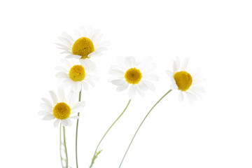Chamomile flowers isolated on white background