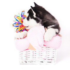 Puppy of an Siberian husky sitting in a basket.