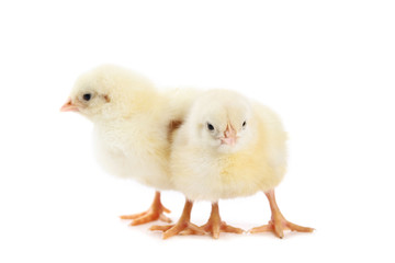 Little chicks isolated on white background