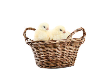 Little chicks sitting in basket on white background