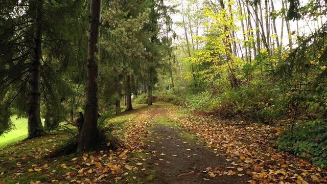 beautiful path in the park with trees and leaves at fall