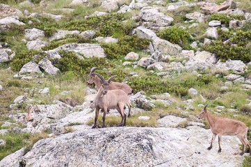 Caucasian mountain goat tour. Out in the wild in a natural habitat.