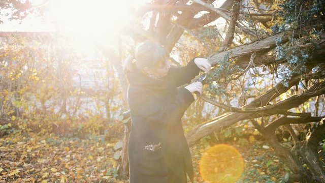 Gardener prunes tree with sharp pruning scissors in autumn