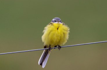 Gelber Vogel auf Draht aufgeplustert