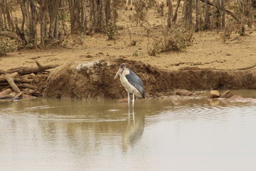 A marabou stork