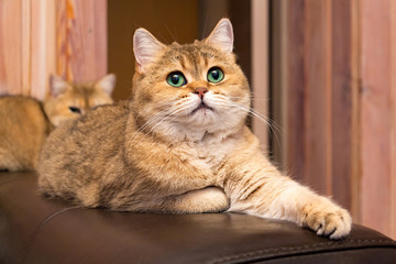 Fototapeta na wymiar Cat with green eyes - adorable British gold cat with deep rich green eyes lies on the couch putting his paw forward and looking up
