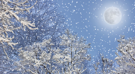 snow-covered tree branches near the ground surface of the white fresh snow winter background moon is shining