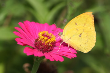 yellow butterfly on a flower