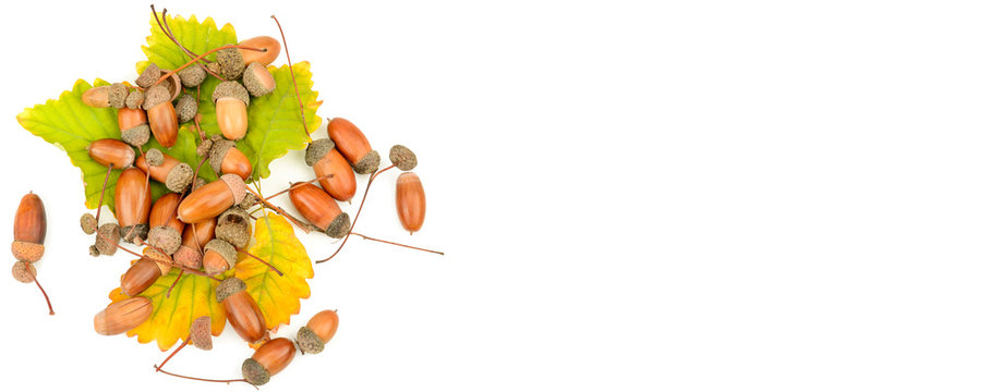 Acorns and oak leaves isolated on white background. Wide photo . Free space for text.