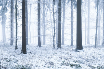 Winter im Wald mit Schnee