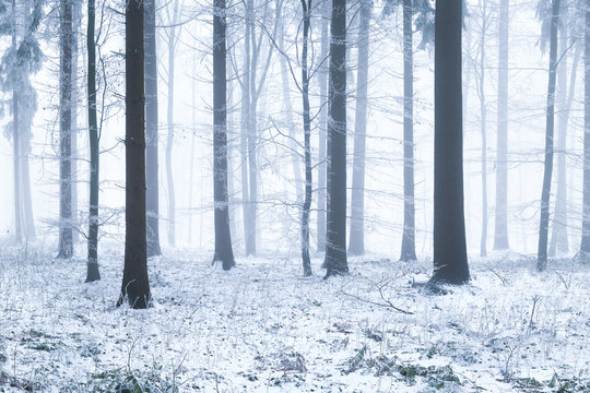 Winter im Wald mit Schnee