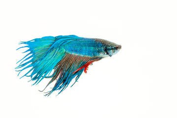 Fototapeta premium betta fish on white black background 
