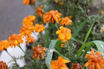 Frozen rain froze on the yellow marigolds