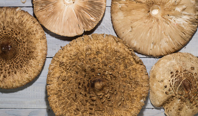 Background of mushroom caps on a white wooden surface